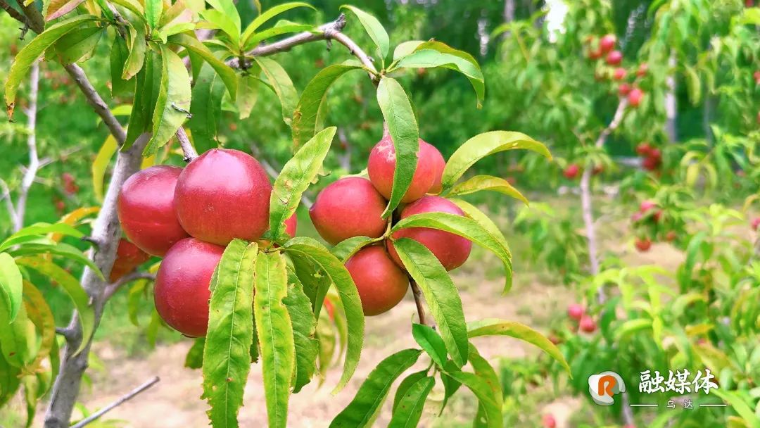盛夏来乌达！遛娃采摘，“果”然有趣