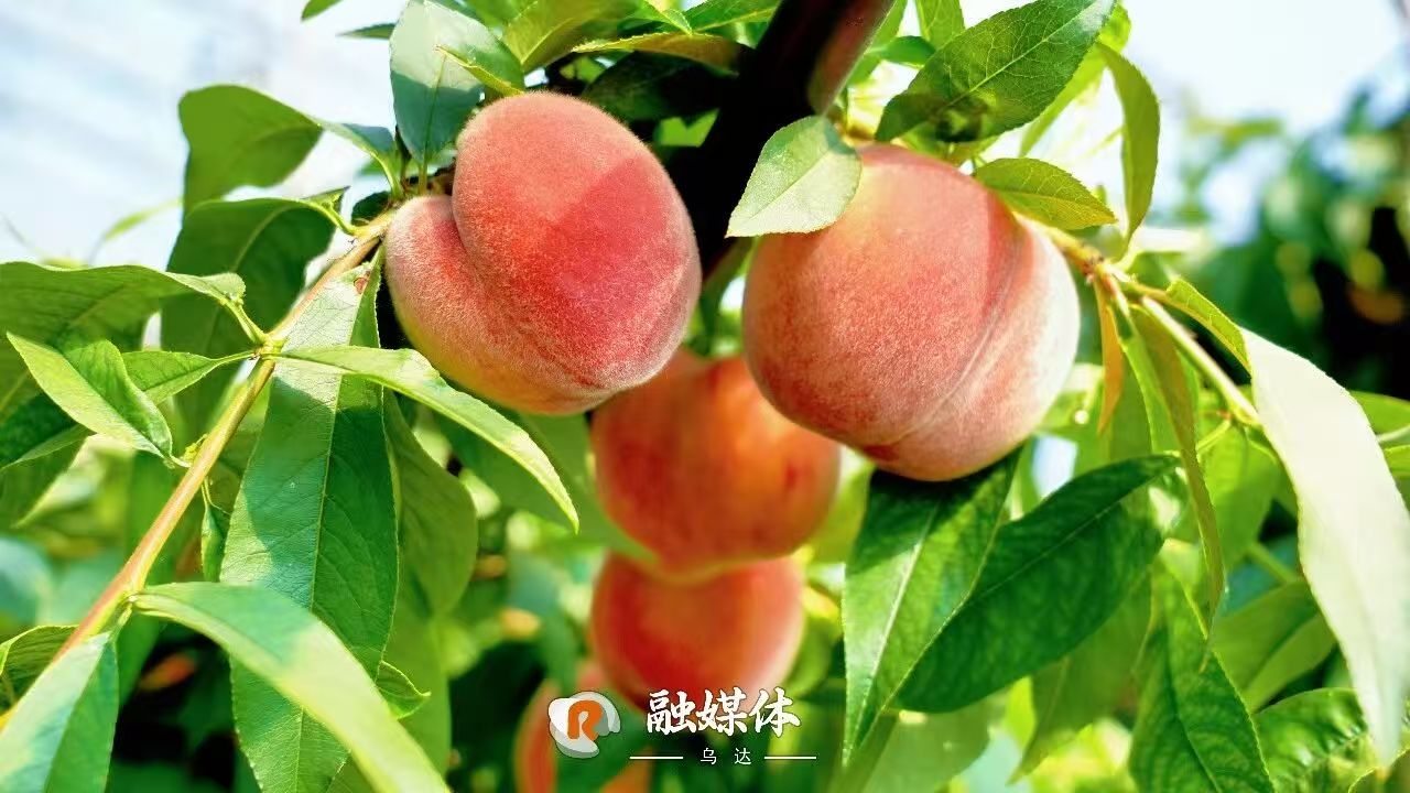 走一线 改文风 | 水蜜桃、油桃……乌达桃子上市啦！