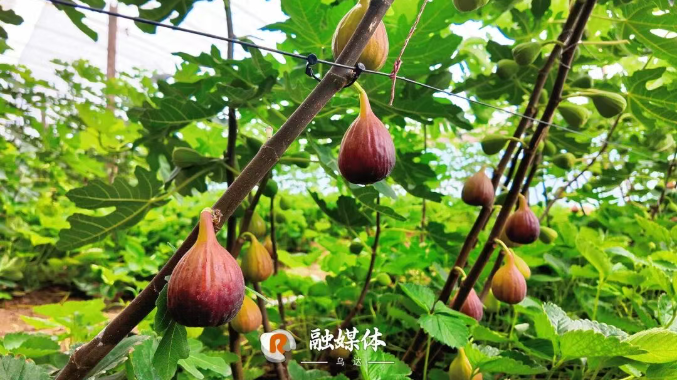 走一线 改文风 | 冲冲冲！乌达的无花果进入最佳采摘期→